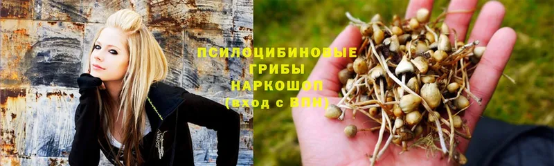 мега   Чебоксары  Псилоцибиновые грибы Psilocybine cubensis 